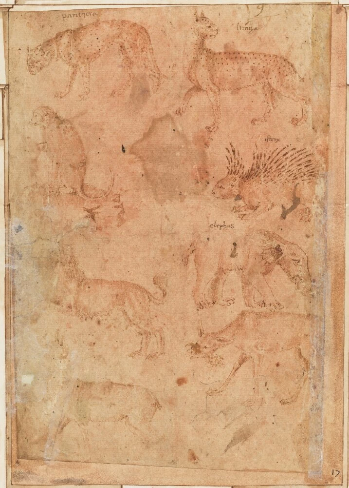 Studio di animalle e figura